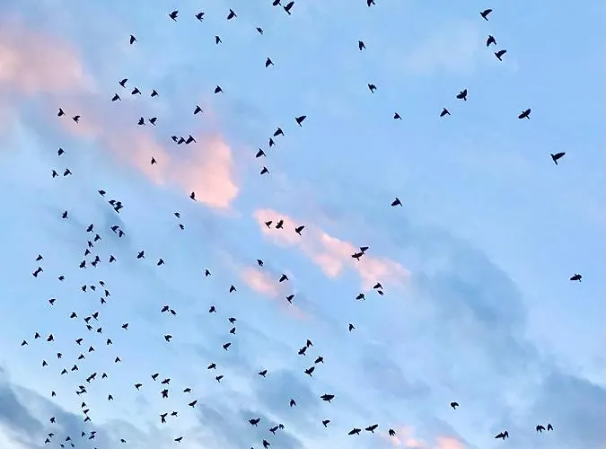 Lodos Suites & Rezidans *