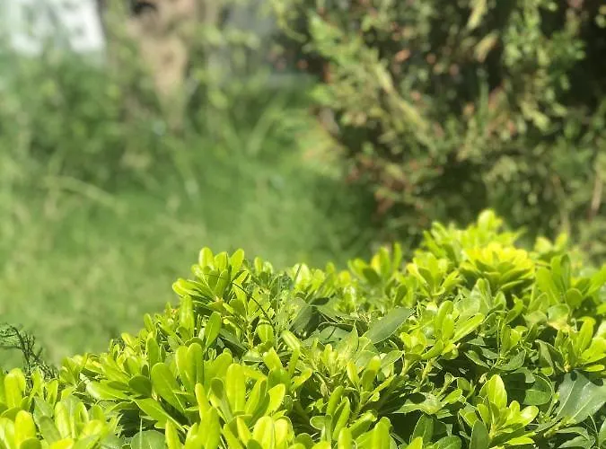 Lodos Suites & Rezidans فندق *